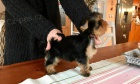 Prod�m pejska jork��rsk�ho teriera