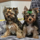 Jork��rsk� teri�r