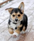 ttka Pembroke Welsh Corgi