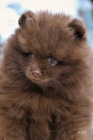 Pomeranian s PP