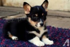 tata Corgi pro pijet