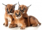 CARACAL koata na prodej 