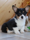 Welsh Corgi (Pembroke) tn pro adopci
