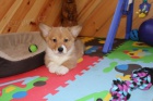Welsh Corgi (Pembroke) ttka pro adopci