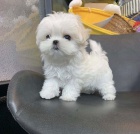 Malt�zsk� ps�k na prodej s PP