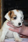 Jack Russell Teri�r na prodej s PP