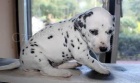 Dalmatin na prodej s PP