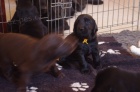 ttka Flat Coated Retriever