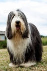 Bearded collie