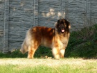 LEONBERGER