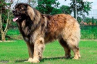 LEONBERGER