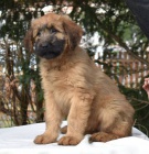 tata briard k odbru s PP