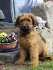 Briard tata s PP po vbornch rodich