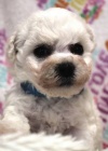 Bionek - Bichon - Fris