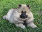 Nmeck pic vl / Keeshond