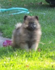 Nmeck pic vl / Keeshond