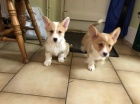 2 ndhern velsk pembroke corgi tata 