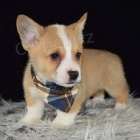 tata Welsh Corgi Pembroke