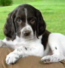 Francouz�t� �pan�l� Pro p�ijet�