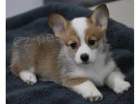 Krsn a zdrav Pembroke welsh Corgi tata na prodej.