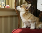 Sladk velsk Corgi (Pembroke) tata