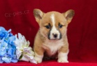 Sladk velsk Corgi (Pembroke) tata