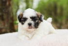 Sladk Shih Tzu tata