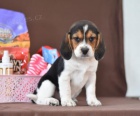 Ptelsk beagle tata