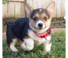  ttka ptelsk welsh corgi pembroke 