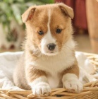tata Pembroke Welsh Corgi
