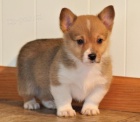 tata Pembroke Welsh Corgi