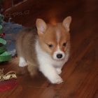 tata Pembroke Welsh Corgi