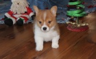tata Pembroke Welsh Corgi