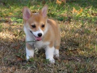 tata Pembroke Welsh Corgi