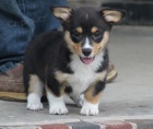 tata Pembroke Welsh Corgi