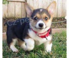 Welsh corgi pembroke tata s dkazem pvodu.