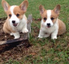 Pembroke Welsh Corgi s pp