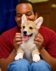 Roztomil Pembroke Welsh Corgi tata na prodej