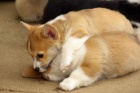 Roztomil Pembroke Welsh Corgi tata na prodej