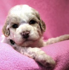 Lagotto Romagnolo - Italsk vodn pes