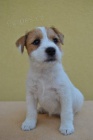 Parson russel terrier - tata s PP