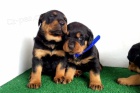 Rottweiler tata s PP.