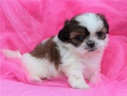 Shih Tzu tata s PP.