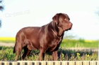 Labrador retriever tata s PP