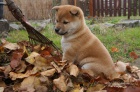 Shiba inu tata