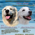 Zlat� retriever - �t�n� s PP