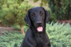 Flat coated retriever s PP