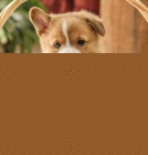 Dobe trnovan Pembroke welsh Corgi ttka
