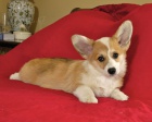 Sladk samice a samice Pembroke Welsh Corgi Puppies