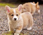 Jsme jedin schvlen welsh corgi Pembroke chovatel.